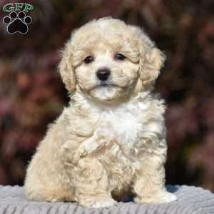 Lincoln, Bich-Poo Puppy